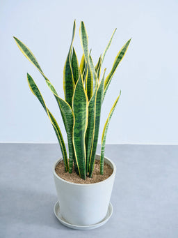 サンスベリア・ローレンチー L