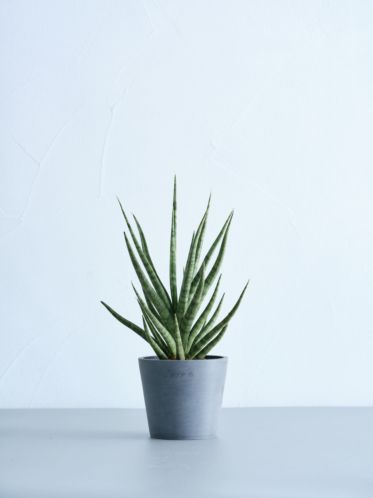 サンスベリア・トーチ3号