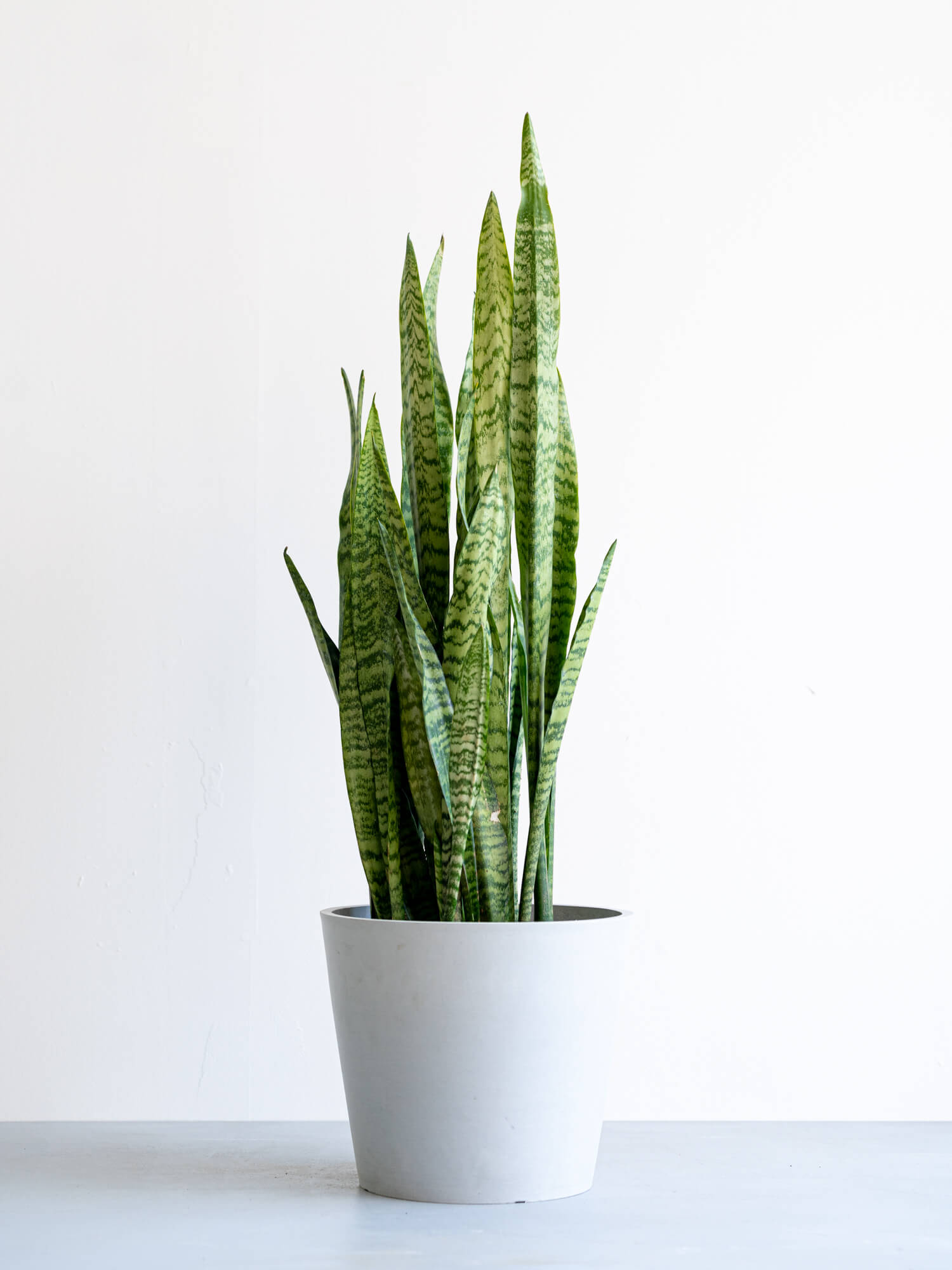 サンスベリア・ゼラニカ10号