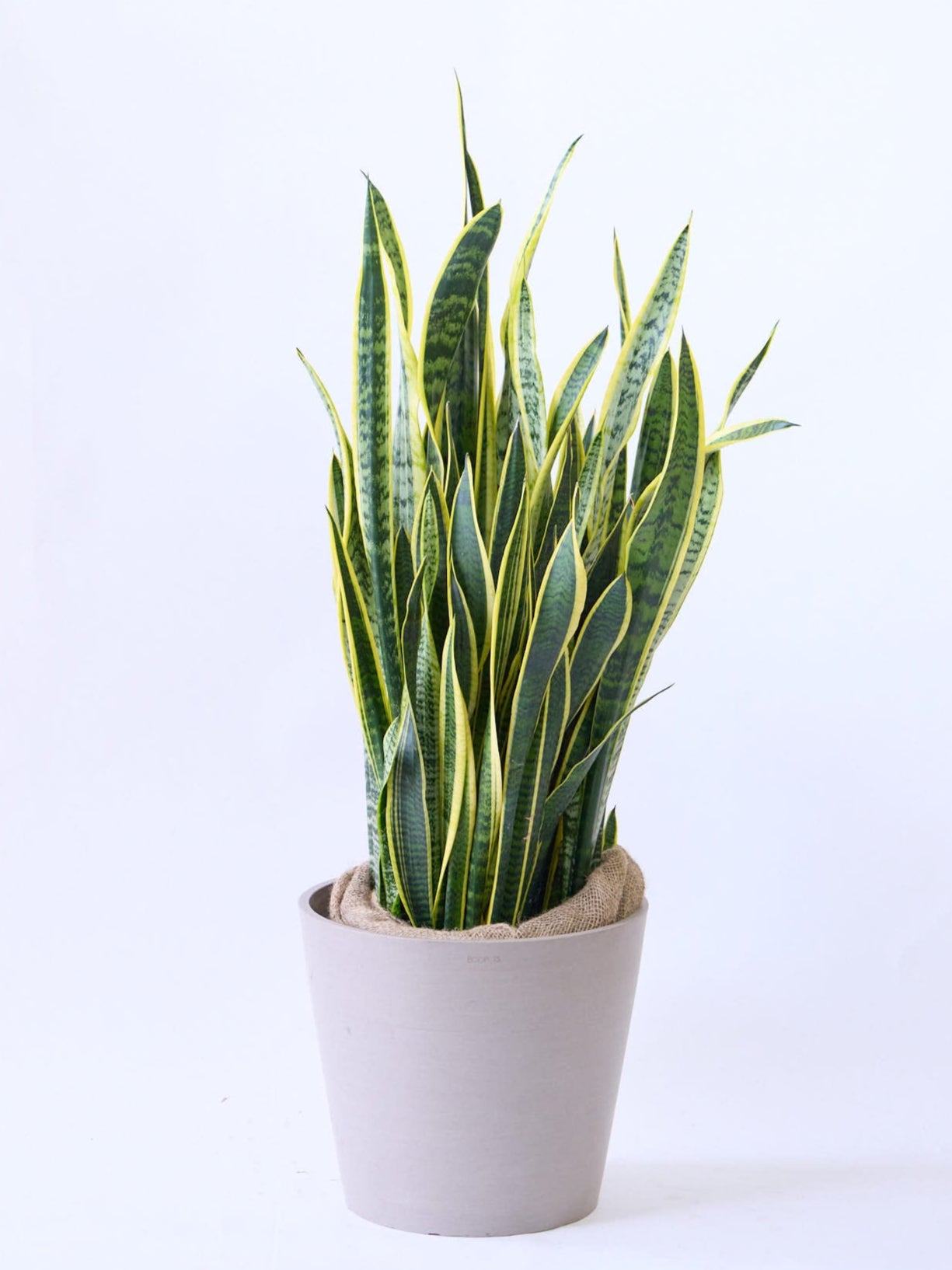 サンスベリア13号