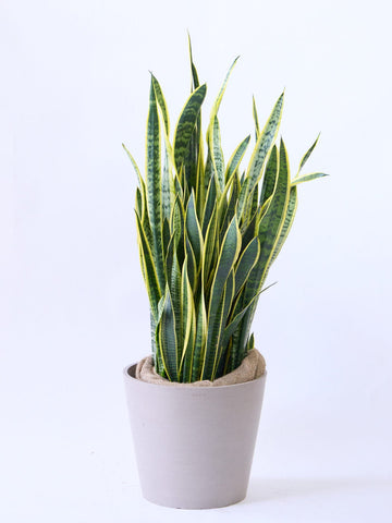 サンスベリア・ローレンチー XL