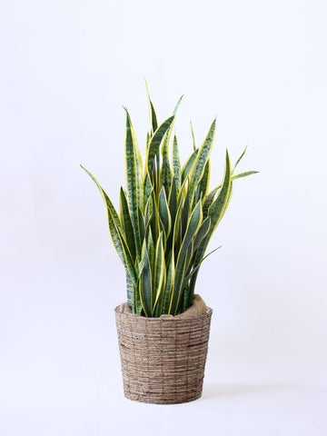 サンスベリア・ローレンチー XL  (バナナリーフバスケット ブラウン)