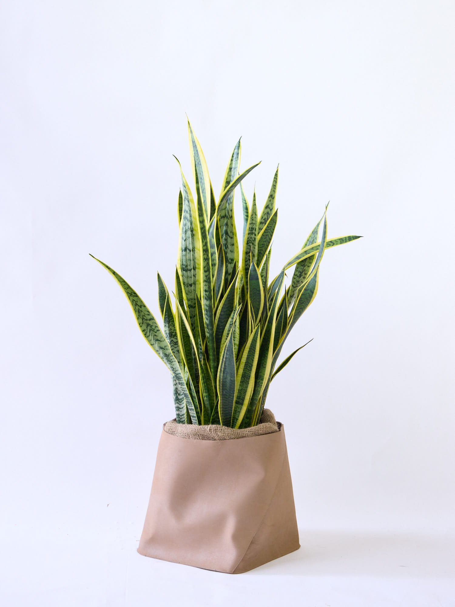 サンスベリア・ローレンチー XL  (レザーカバー ベージュ)