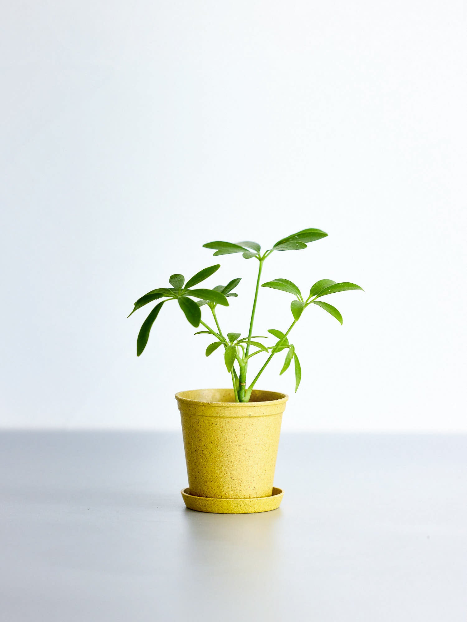 【クリアプランツ】シェフレラ Baby