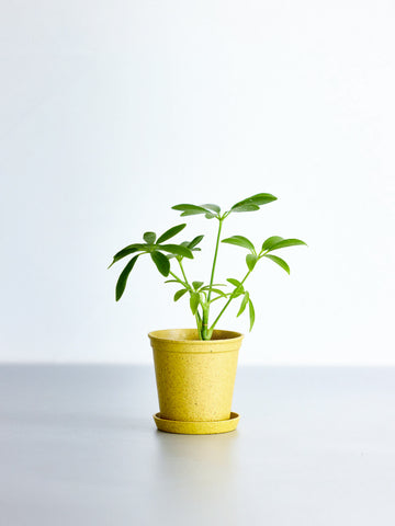 【クリアプランツ】シェフレラ Baby