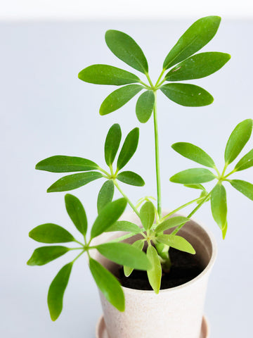 【クリアプランツ】シェフレラ Baby