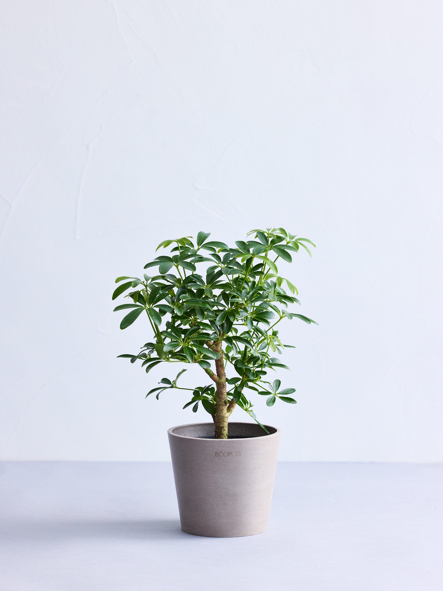 シェフレラノーマル