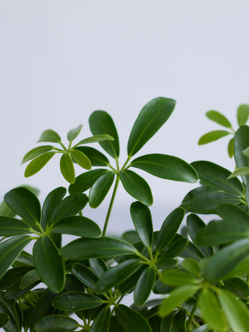 シェフレラ・コンパクタ Table-M