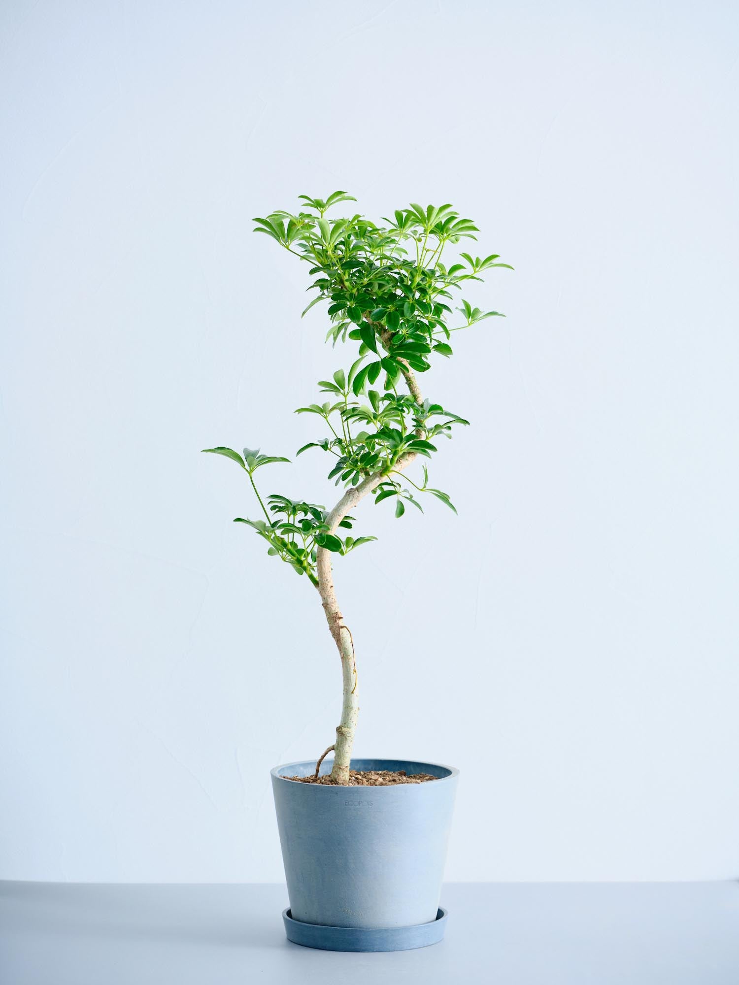 シェフレラ・コンパクタ まがり S