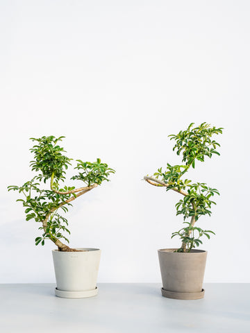 シェフレラ・コンパクタ まがり S