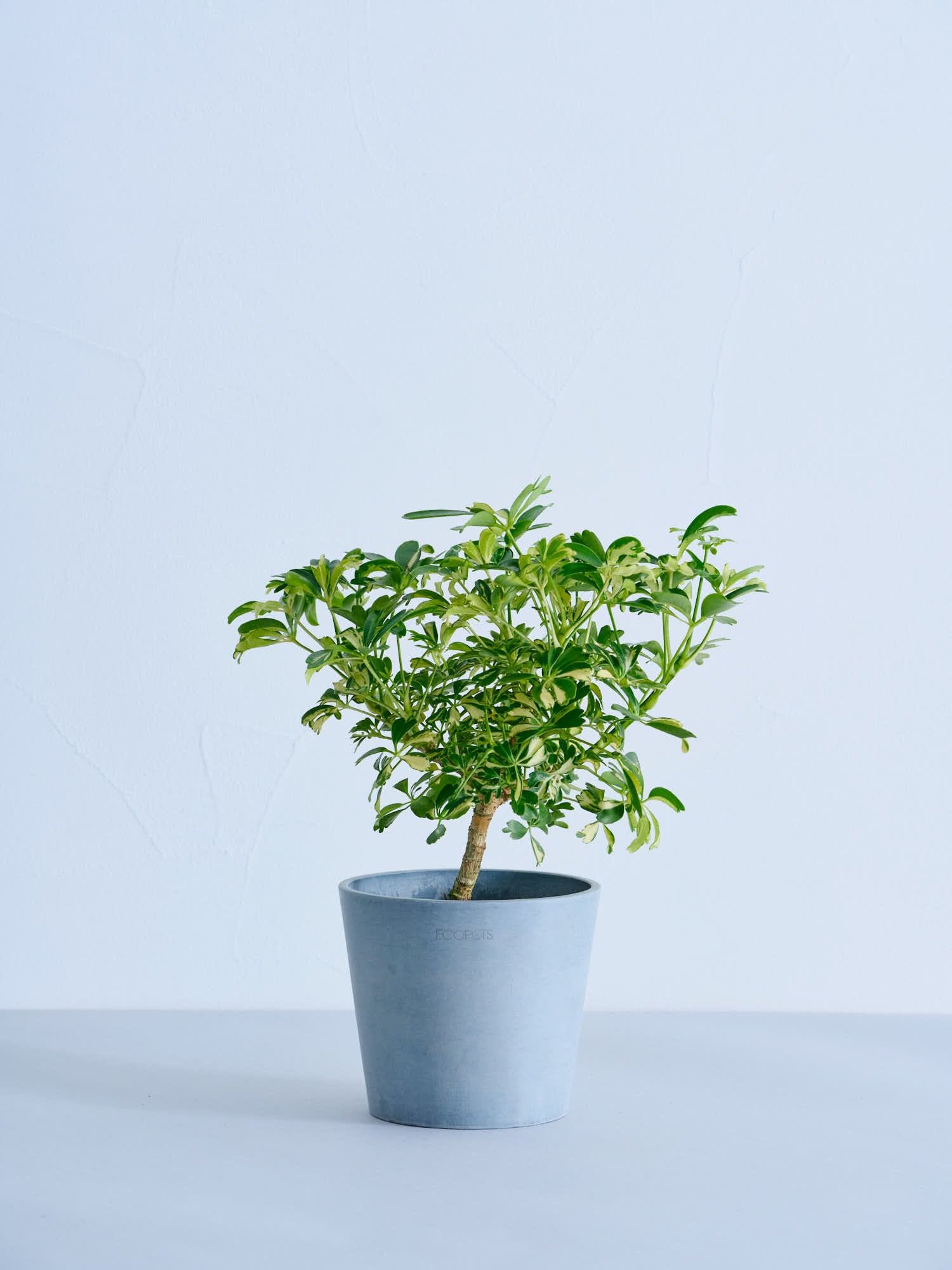 シェフレラ・ジェニーネ Table-M