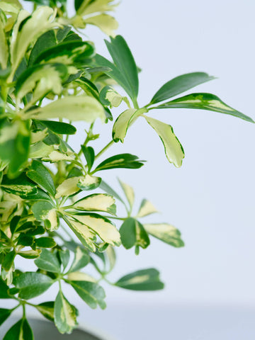 シェフレラ・ジェニーネ Table-M