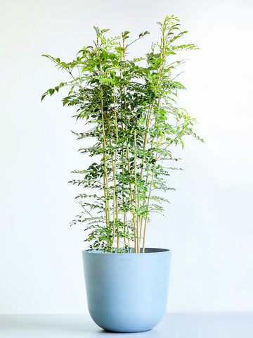 シマトネリコ 12号