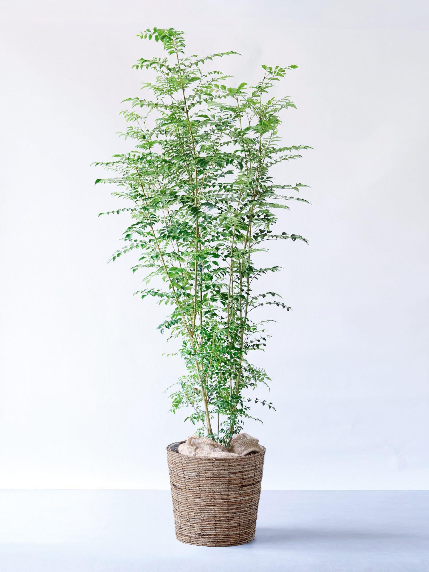 シマトネリコ XL 【首都圏限定】(バナナリーフバスケット ブラウン)