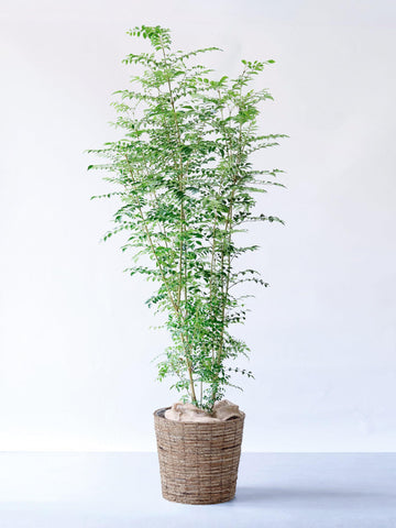 シマトネリコ XL 【全国発送可能】(バナナリーフバスケット ブラウン)