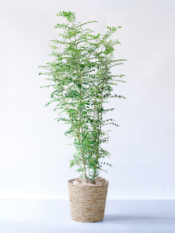 シマトネリコ XL 【全国発送可能】(バナナリーフバスケット ナチュラル)