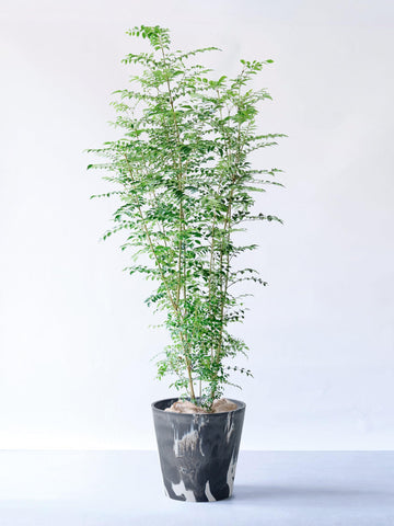 シマトネリコ XL 【首都圏限定】(樹脂ポット ブラックマーブル)