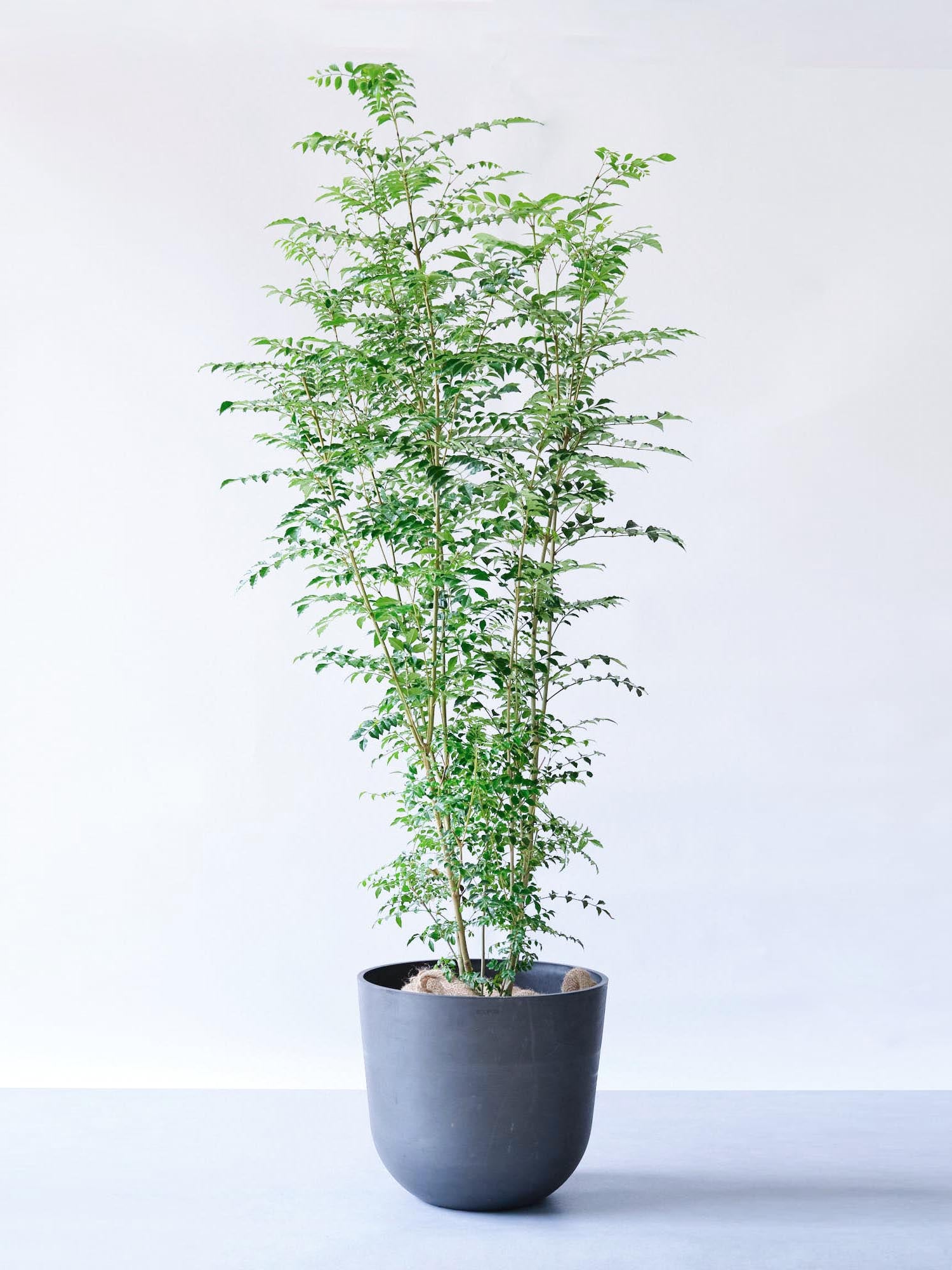 シマトネリコ XL 【首都圏限定】