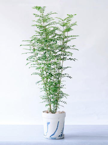 シマトネリコ XL 【首都圏限定】(アーバンプランツポット マーブルミルク)