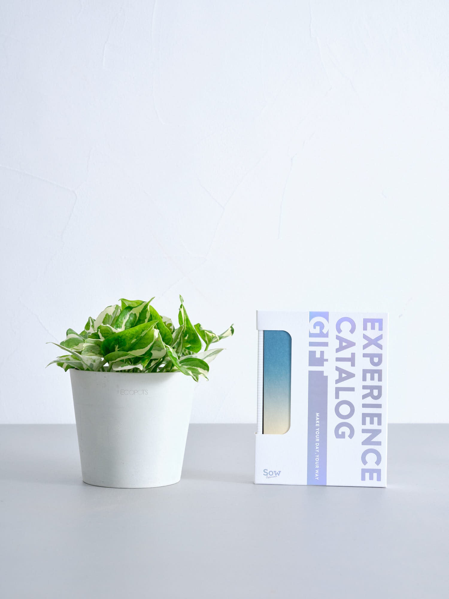 【SOW 体験ギフト】王道ギフトセット（ポトスエンジョイ Table-M）