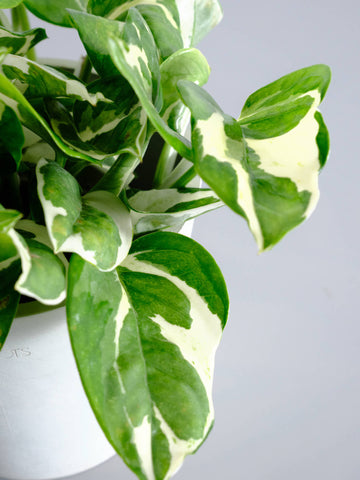 【SOW 体験ギフト】王道ギフトセット（ポトスエンジョイ Table-M）