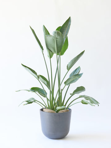 ストレリチア 12号