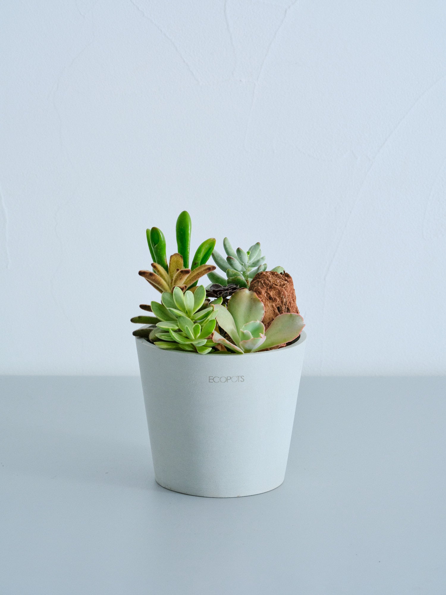 多肉植物の寄せ植え Table-M