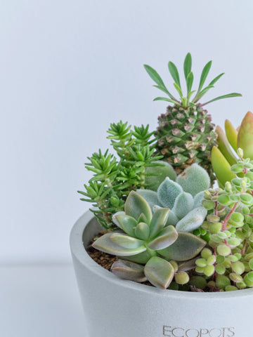 多肉植物の寄せ植え Table-S