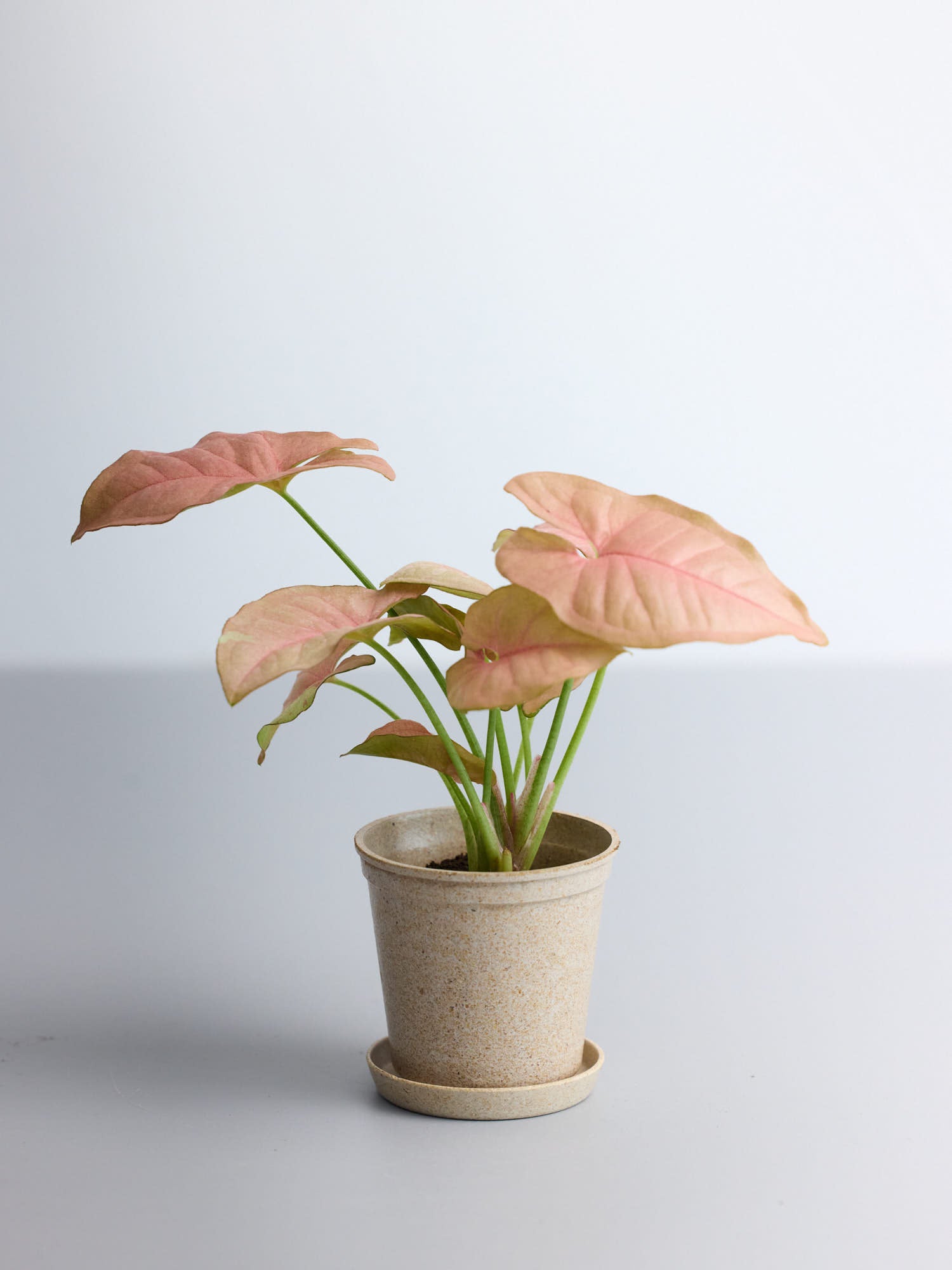 【クリアプランツ】シンゴニウム・ネオン Baby