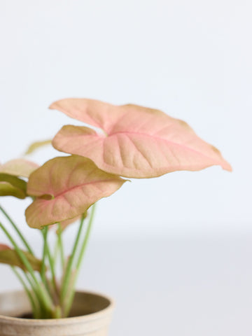 【クリアプランツ】シンゴニウム・ネオン Baby