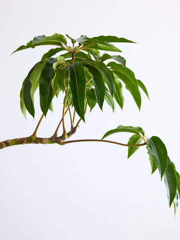 ツピダンサス カーブ L【首都圏限定】