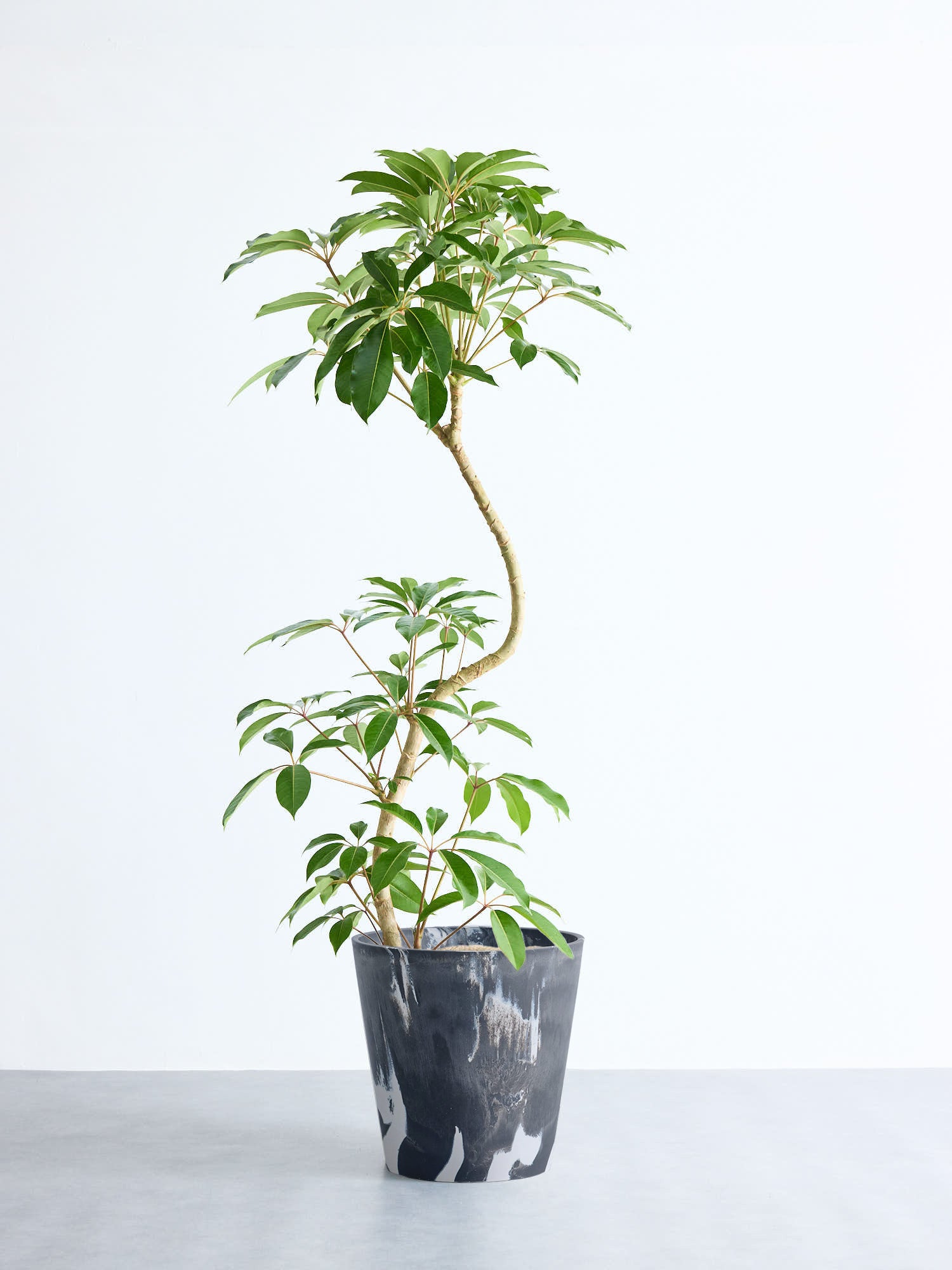 ツピダンサス まがり XL 【首都圏限定】(樹脂ポット ブラックマーブル)