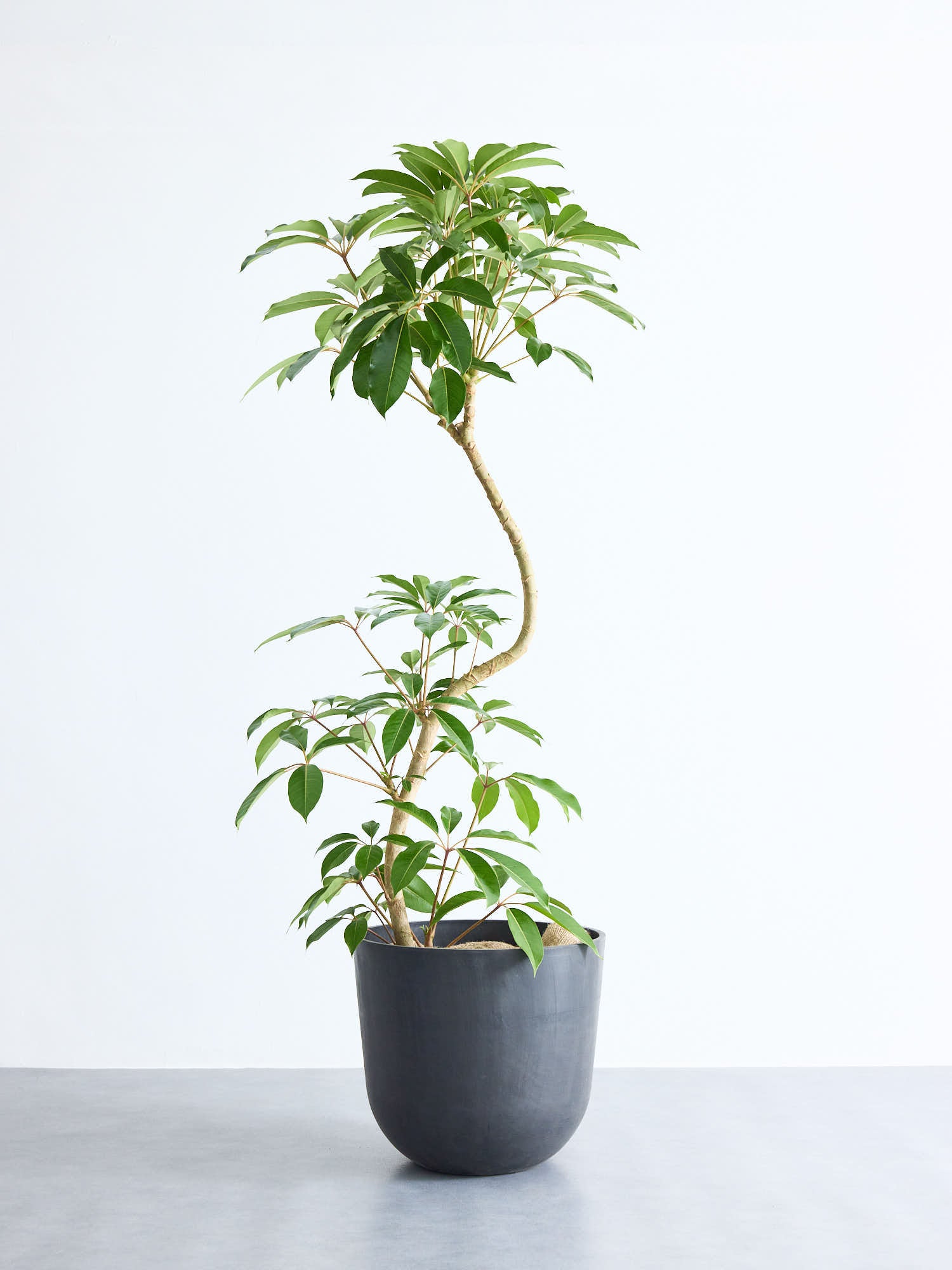 ツピダンサス まがり XL 【首都圏限定】