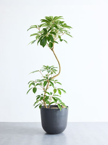 ツピダンサス まがり XL 【首都圏限定】