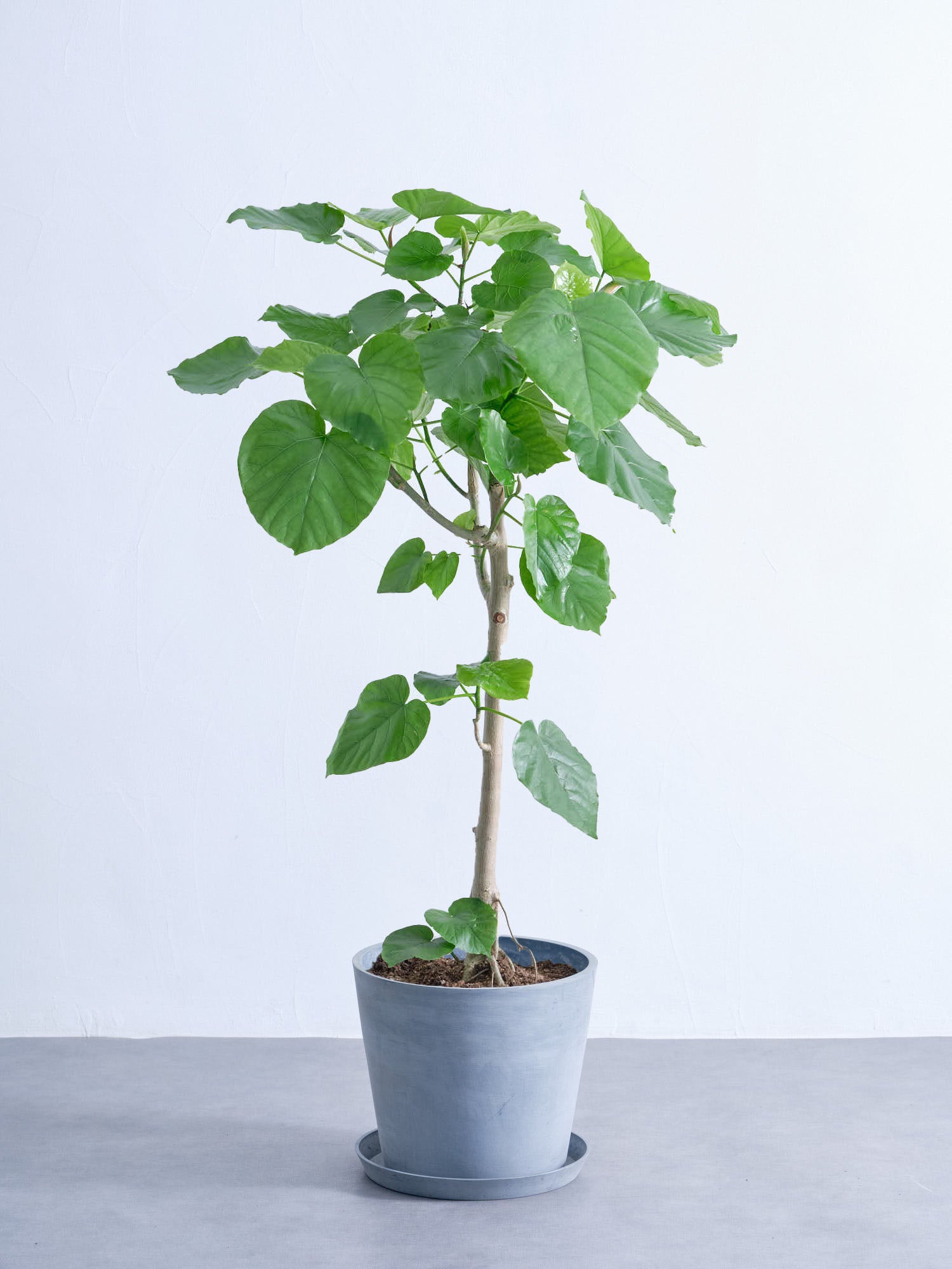 フィカス・ウンベラータ L #2