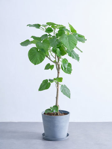 フィカス・ウンベラータ L #2