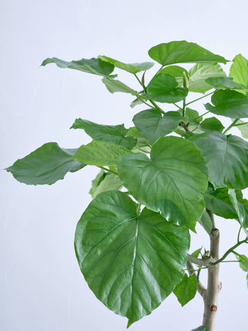 フィカス・ウンベラータ L #2