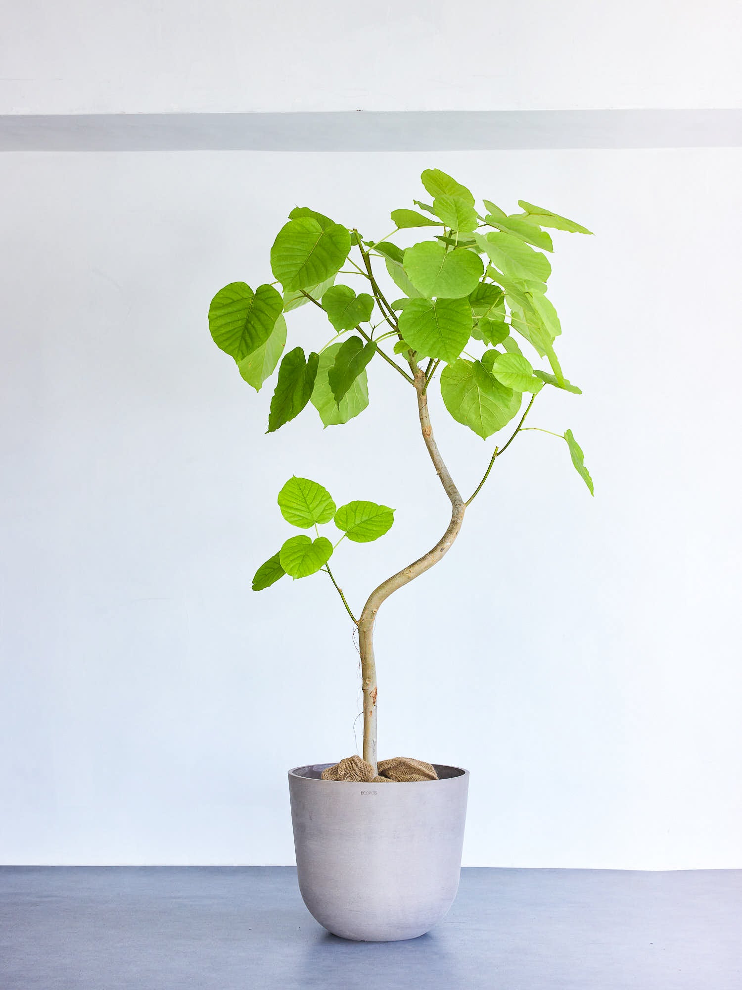 フィカス・ウンベラータ まがり  XL 【首都圏限定】