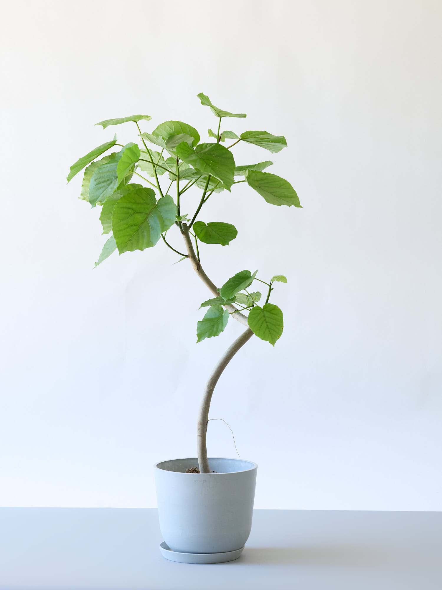 フィカス・ウンベラータ8号