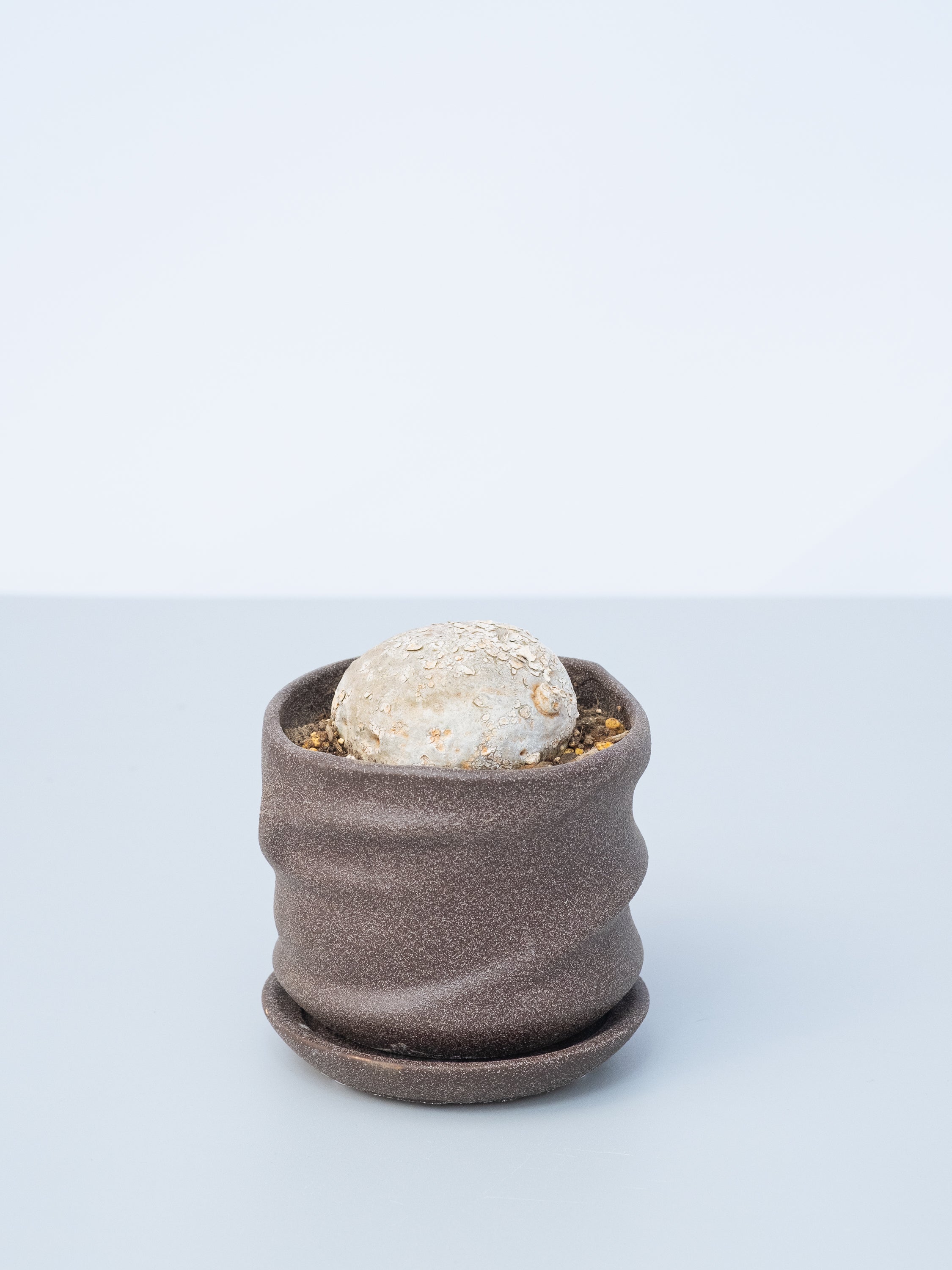 【一点もの】アデニア・キルキー Table-M