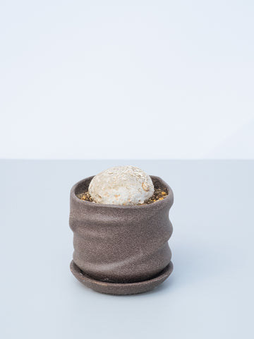 【一点もの】アデニア・キルキー Table-M