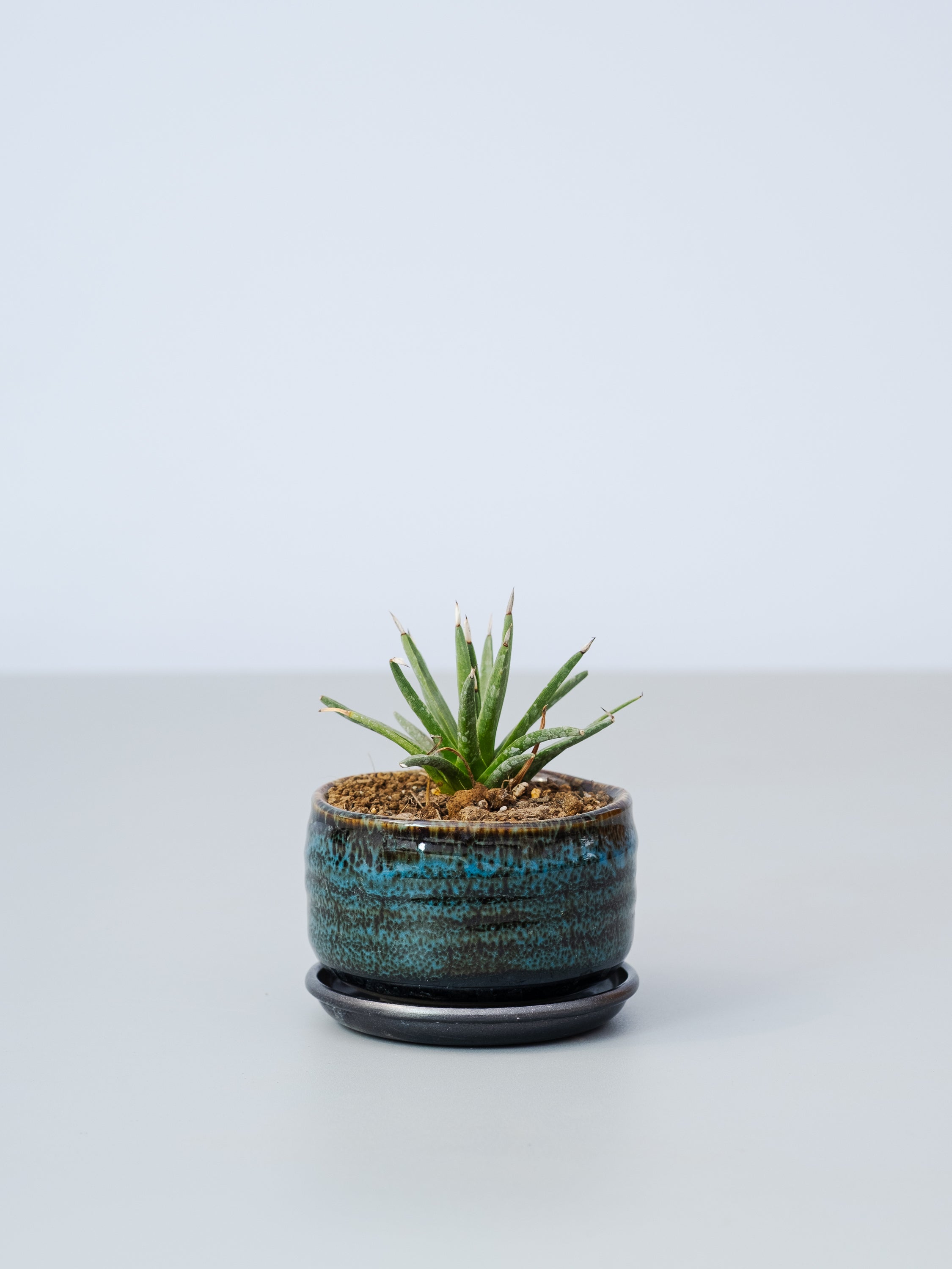 【一点もの】アガベ・アルボピロサ Table-S #2