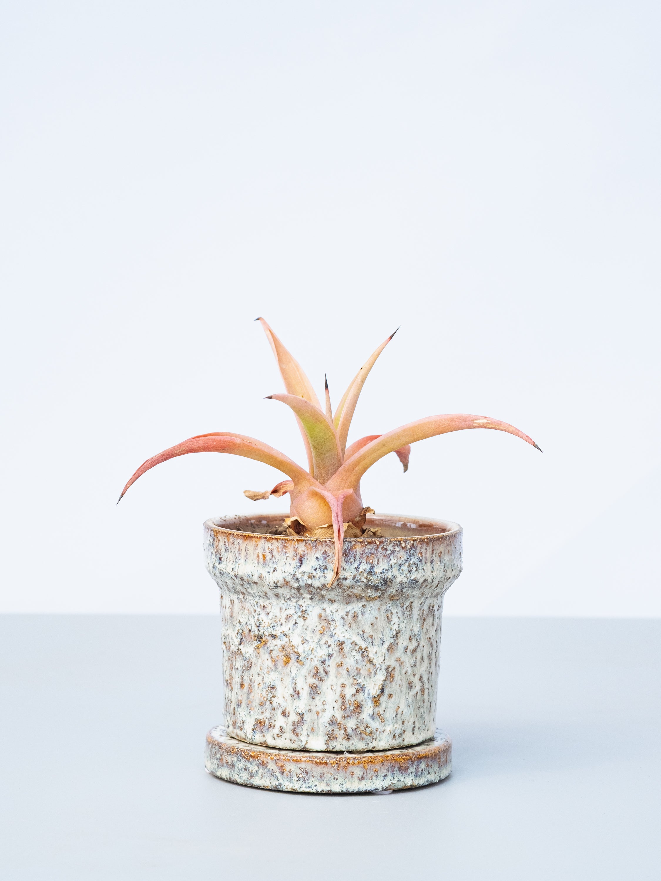 【一点もの】アガベ・デスメディアーナ Table-M #1