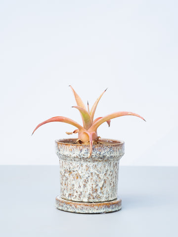 【一点もの】アガベ・デスメディアーナ Table-M #1