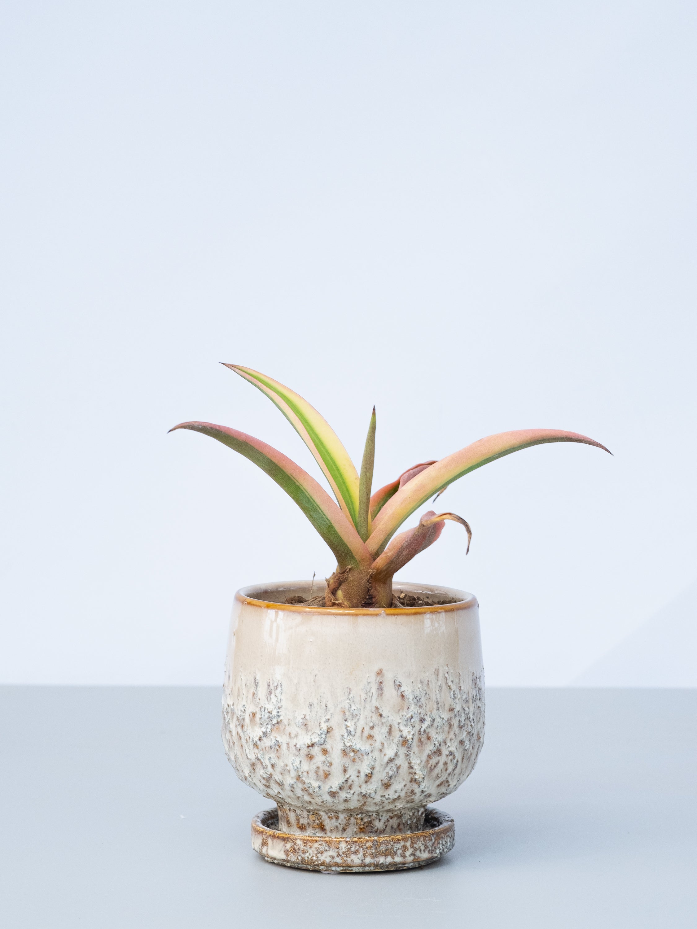 【一点もの】アガベ・デスメディアーナ Table-M #2