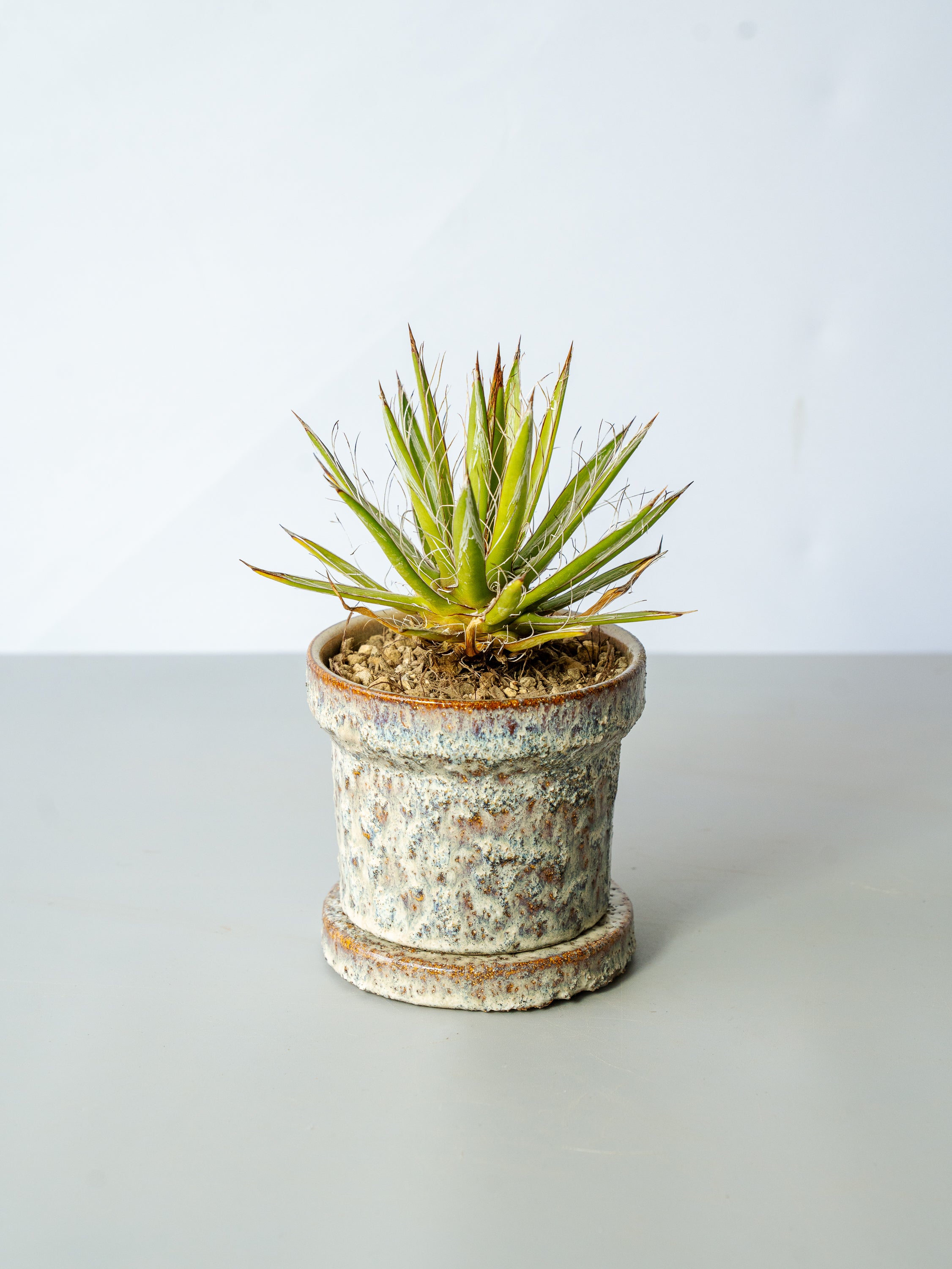 【一点もの】アガベ・シジゲラホワイトストライプ Table-M #2