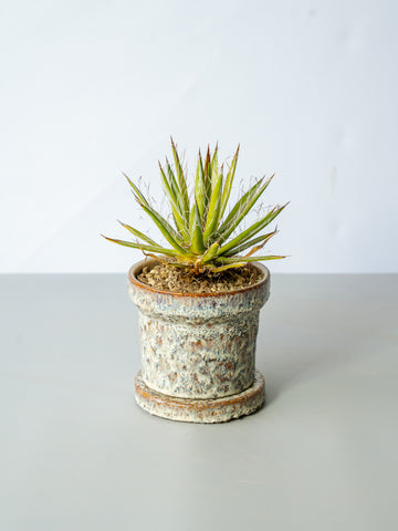 【一点もの】アガベ・シジゲラホワイトストライプ Table-M #2