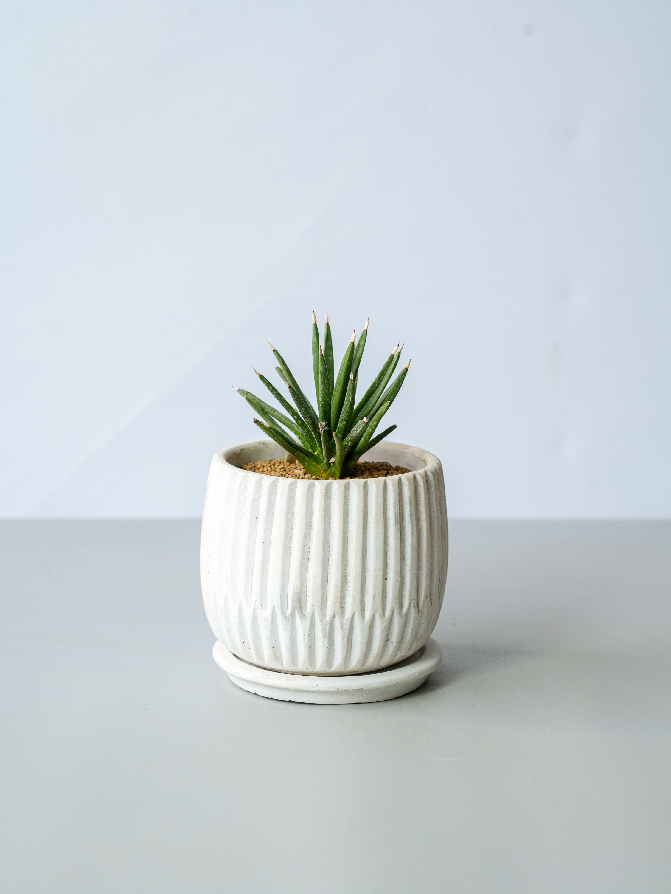 【一点もの】アガベ・アルボピロサ Table-M #1