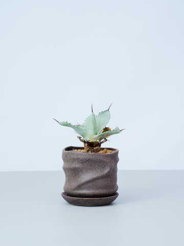 【一点もの】アガベ・パリー  Table-M