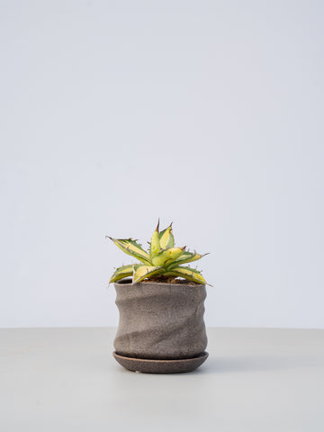 【一点もの】アガベ・チタノタNO1錦 Table-L